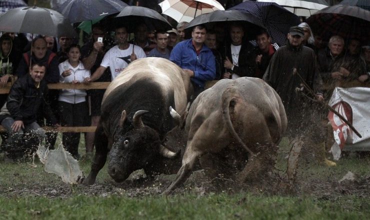 Korida (Siniša Vidović)